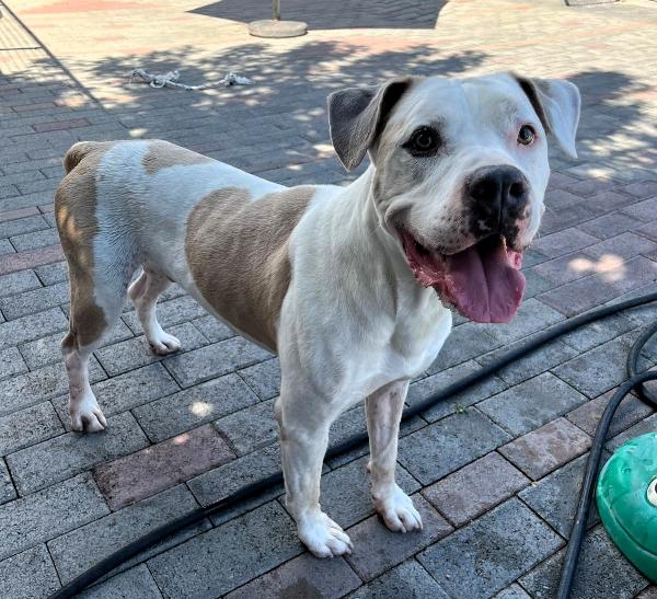 MAMBO BELLISSIMO PIT Foto 5